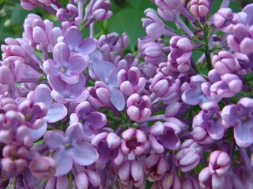Lilacs in bloom Lilacs in bloom