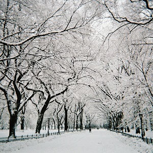 Central Park Walkway Under Snow Walking path lined by trees, all covered in snow