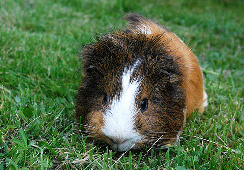 Guinea Pig Guinea Pig