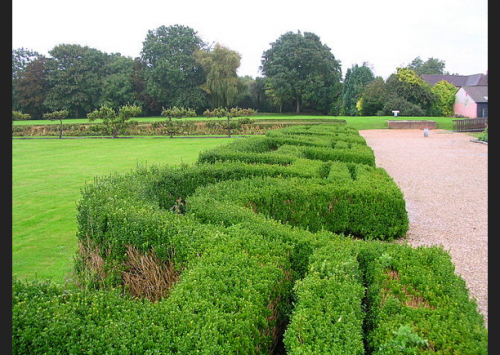 Hedge Photo of a labyrinthine hedge dividing a grass yard from a gravel path