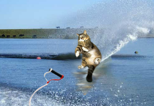 Waterskiing Cat Waterskiing cat soaring above the water
