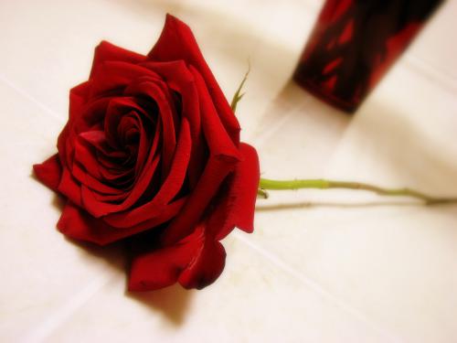 rose